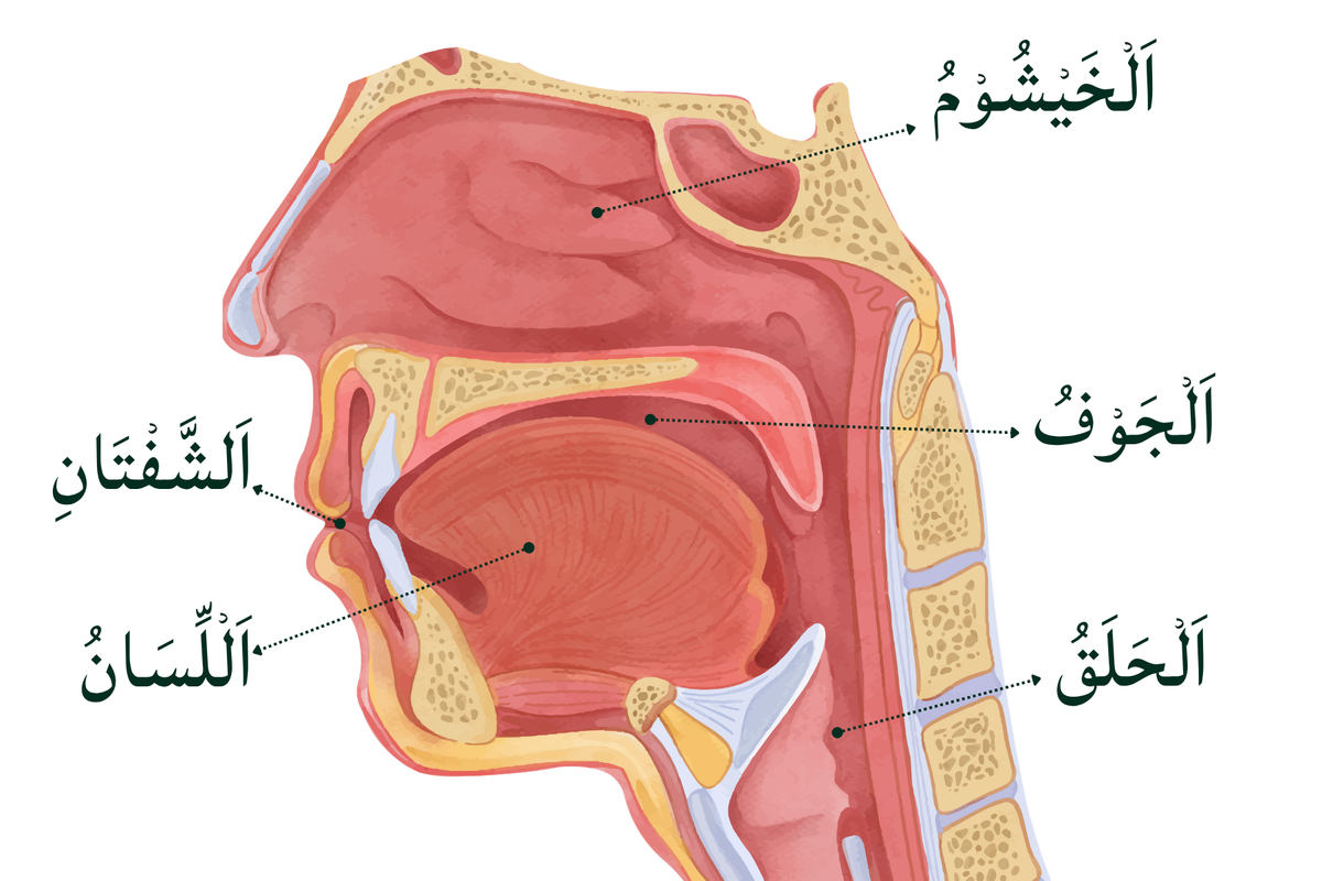 Diagram of the five zones of Makharij Al-Huruf showing the empty space, throat, tongue, lips and nasal cavity